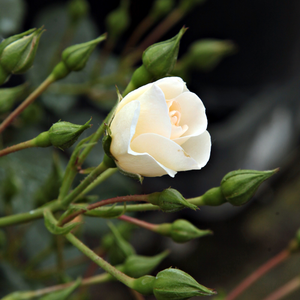 Schneekönigin® - white - ground cover rose